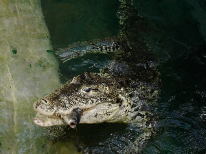 FOTO: Pražská ZOO nově umožňuje setkání s extrémně nebezpečnými predátory