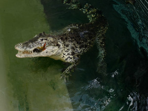 FOTO: Pražská ZOO nově umožňuje setkání s extrémně nebezpečnými predátory