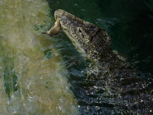 FOTO: Pražská ZOO nově umožňuje setkání s extrémně nebezpečnými predátory