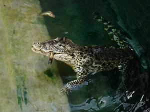 FOTO: Pražská ZOO nově umožňuje setkání s extrémně nebezpečnými predátory