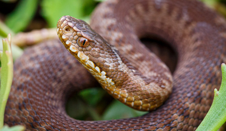 Zoo Praha slaví další úspěšný odchov zmije obecné