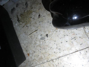 Inspekce dvakrát během měsíce uzavřela stejnou prodejnu. Zboží se povalovalo v myším trusu.