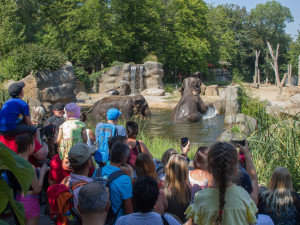 FOTO: V pražské zoo slavili Světový den slonů. Zvířata si pochutnala na zmrzlině