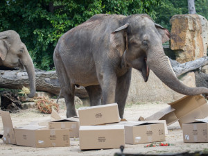 FOTO: V pražské zoo slavili Světový den slonů. Zvířata si pochutnala na zmrzlině