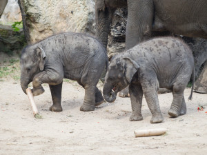 FOTO: V pražské zoo slavili Světový den slonů. Zvířata si pochutnala na zmrzlině