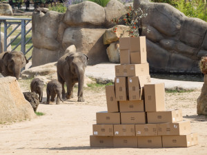 FOTO: V pražské zoo slavili Světový den slonů. Zvířata si pochutnala na zmrzlině