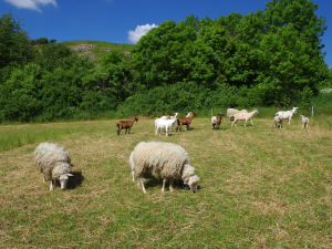 Pražské louky i letos spásají stáda ovcí, koz a skotu. Kde všude je můžete potkat?