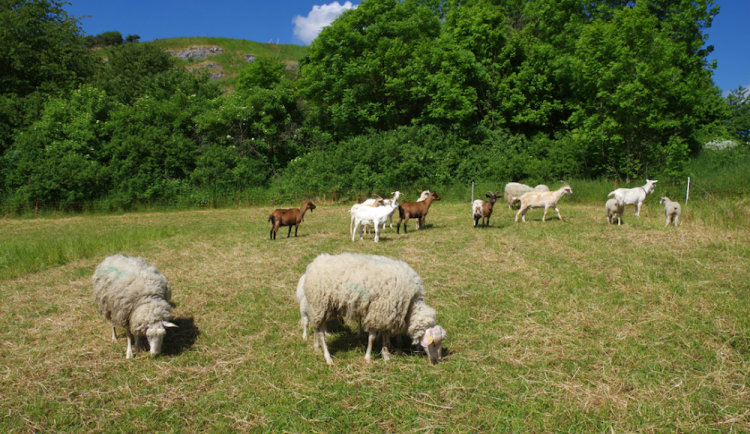 O pražské stráně i louky se i letos starají stáda ovcí, koz a skotu