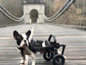 Handicapovaní pejsci teď mohou znova běhat.