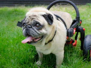 Handicapovaní pejsci teď mohou znova běhat.