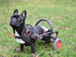 Handicapovaní pejsci teď mohou znova běhat.