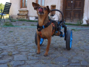 Handicapovaní pejsci teď mohou znova běhat.