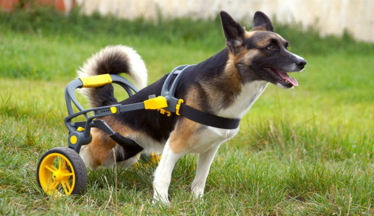 Handicapovaní pejsci teď mohou znova běhat.