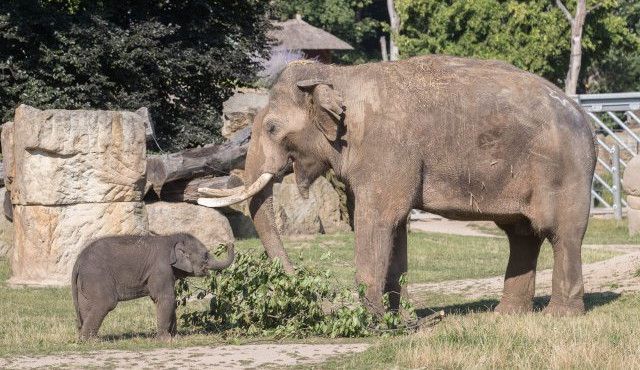 Sloní samičky poprvé strávily několik hodin s otcem. Jak si společný čas užili?