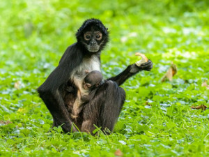 ZOO Praha zpestřilo mládě vzácného primáta. Podívejte se, jak vypadá chápan středoamerický