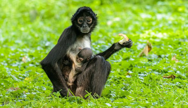 chápan středoamerický