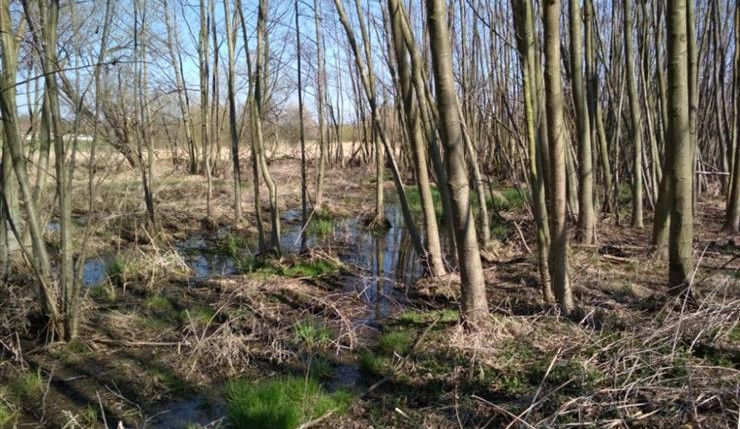 Pražané pomáhají přírodě. Dobrovolníci se zapojili do revitalizace mokřadu