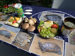 V Zoo Praha slavili Světový den želv. Návštěvníky čekal bohatý program