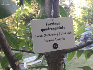 Stromy ve Stromovce dostaly v rámci projektu nové jmenovky. S jejich rozpoznáváním pomůže QR kód