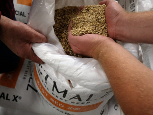 Něco autentického v Kobylisích chybělo, říká sládek Pivovaru Ládví COBOLIS Pavel Palouš. Foto: Hynek Glos