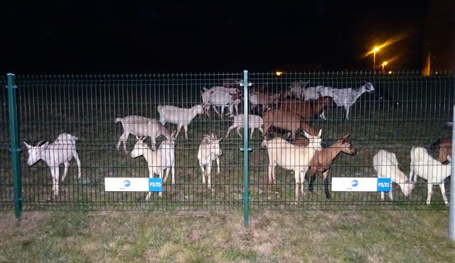 FOTO: Studenti VUT mohli v noci na pondělí vidět na kolejích kozy