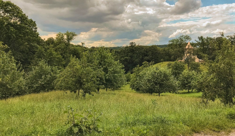 Praha za poslední dva roky obnovila nebo vysadila skoro 600 tisíc stromů
