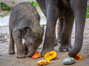 Zoo v pražské Troji dostane od města 45 milionů korun, které mají pokrýt ztráty z uzavření