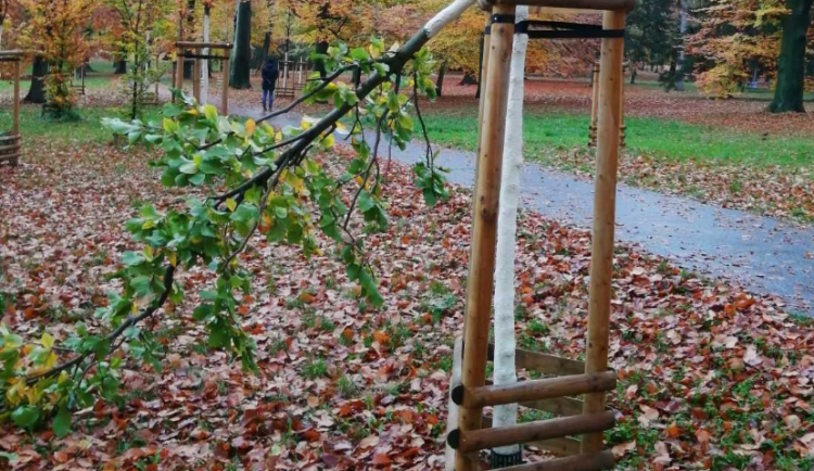 Zastavme vandalismus ve Stromovce: V parku někdo zničil pět stromů. Škoda je 90 tisíc korun