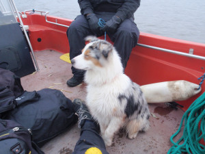 FOTO: Pes se chtěl vykoupat ve Vltavě. Strhl ho proud a zachránit ho museli strážníci