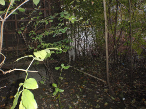 FOTO: Pes se chtěl vykoupat ve Vltavě. Strhl ho proud a zachránit ho museli strážníci