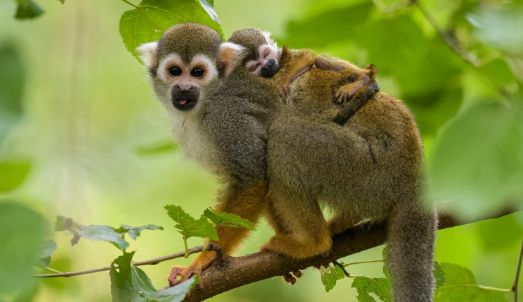 Zájemci mohou zakoupením stravenky podpořit zvířata v pražské zoo