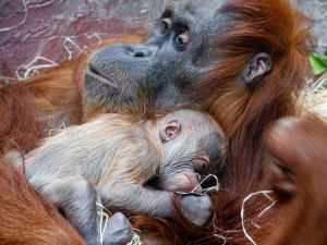 FOTO: V pražské zoo se narodilo mládě orangutana sumaterského