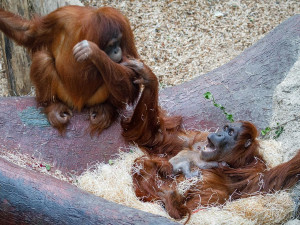 FOTO: V pražské zoo se narodilo mládě orangutana sumaterského
