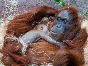 FOTO: V pražské zoo se narodilo mládě orangutana sumaterského