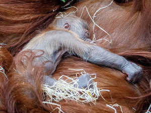 FOTO: V pražské zoo se narodilo mládě orangutana sumaterského