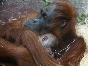 FOTO: V pražské zoo se narodilo mládě orangutana sumaterského