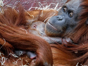 FOTO: V pražské zoo se narodilo mládě orangutana sumaterského