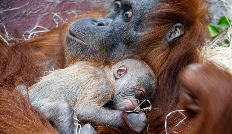 FOTO: V pražské zoo se narodilo mládě orangutana sumaterského