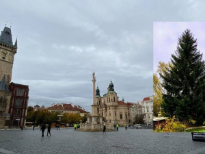 Tohle je vánoční strom, který letos ozdobí Staromák. Vedení Prahy tají termín jeho rozsvícení