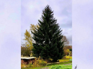 Vánoční strom pro Prahu je pokácen. Ozdobí ho šest kilometrů světelných řetězů