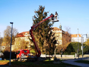 Strom v Libni, foto: Pavel Motejzík