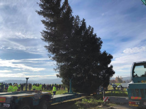 FOTO: Podívejte se na kácení pražského vánočního stromu