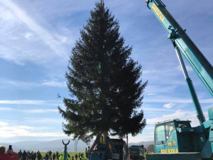 FOTO: Podívejte se na kácení pražského vánočního stromu