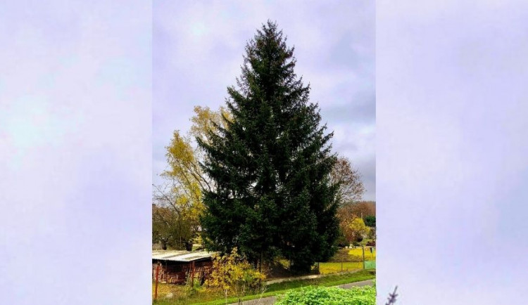 Vánoční strom pro Prahu je pokácen. Ozdobí ho šest kilometrů světelných řetězů