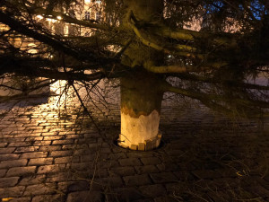 FOTO, VIDEO: Vánoční strom pro Prahu je na svém místě. Rozsvítí se o víkendu