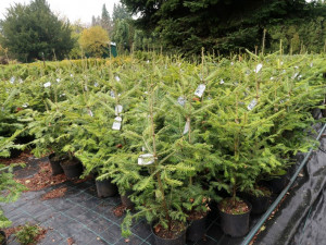 Pražští lesníci vypěstovali v rámci projektu Vánoční jedlička s budoucností stromky, které lze po Vánocích zasadit