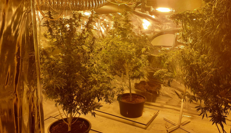 Pěstírnu konopí nalezli policisté v rodinném domku na Sokolovsku