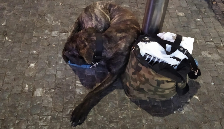 Pes před obchodním centrem v Praze 5 napadal kolemjdoucí. Zvíře pokousalo také městskou strážnici