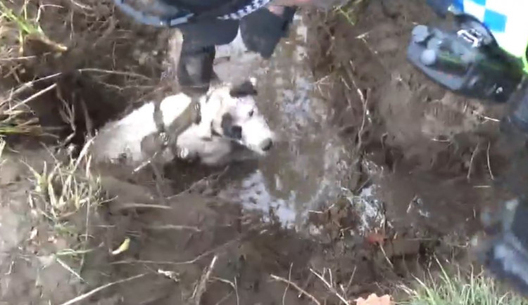 VIDEO: Ve Stromovce uvízl pes v bobří noře. Zasahovali strážníci i hasiči