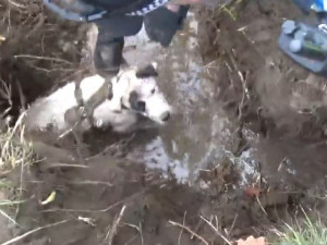 VIDEO: Ve Stromovce uvízl pes v bobří noře. Zasahovali strážníci i hasiči